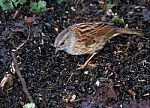 Dunnock Stock Photo