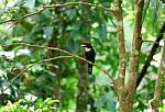 Dusky Broadbill Stock Photo