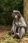 Dusky Leaf Monkey Stock Photo