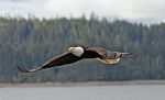 Eagle In Flight Stock Photo