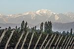 Early Morning In The Vineyards. Volcano Aconcagua Cordillera. An Stock Photo