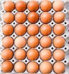 Eggs Carton,eggs In A Box Stock Photo