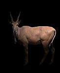 Eland Standing In The Dark Stock Photo