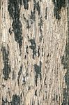 Emphatic Texture Tree Bark Stock Photo