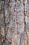 Emphatic Texture Tree Bark Stock Photo