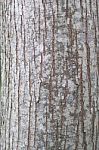 Emphatic Texture Tree Bark Stock Photo