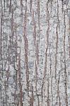 Emphatic Texture Tree Bark Stock Photo