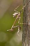 Empusa Pennata Insect Stock Photo