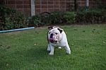 English Bulldog Walk On The Park And Show Tounge Stock Photo