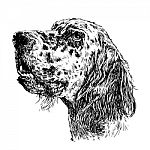 English Setter Stock Photo