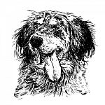 English Setter Stock Photo