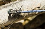 Epaulet Skimmer (orthetrum Chrysostigma) Stock Photo