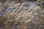 European Marram Grass Stock Photo