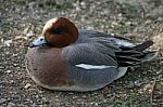 European Widgeon Stock Photo