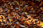 Fallen Leaves Stock Photo