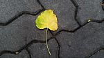 Fallen Pho Leaf On The Floor Stock Photo