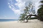 Fallen Tree On The Beach Stock Photo