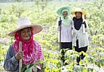 Farmers In Cassava Field Stock Photo