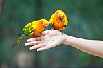 Feeding Colorful Parrots Stock Photo