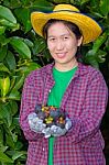 Female Agriculturist Hand Showing Mangosteens Stock Photo