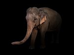 Female Asia Elephant In The Dark Stock Photo