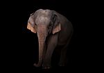 Female Asia Elephant In The Dark Stock Photo