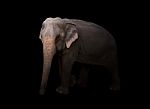 Female Asia Elephant In The Dark Stock Photo