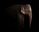 Female Asia Elephant In The Dark Stock Photo