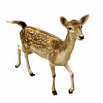 Female Sika Deer Isolated Stock Photo