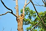 Female White-handed Gibbon Stock Photo