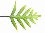 Fern Leaf Stock Photo