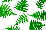 Fern Leaves On White Background Stock Photo