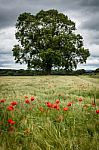 Field Of Barley - Red Poppies - Poppys Stock Photo