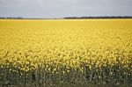 Field Of Canola Plants Stock Photo