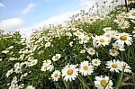 Field Of Daisy Flowers Stock Photo