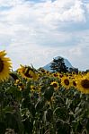 Field Of Sunflowers With Blue Sky. A Sunflower Field At Sunset,w Stock Photo