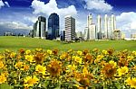 Fields Of Sunflower In The City Stock Photo