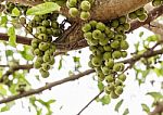 Fig Fruit Stock Photo