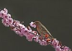 Finch With Flower Stock Photo