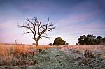 First Autumn Frosts. Old Oak Snag On The Meadow Stock Photo