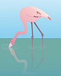 Flamingo Stock Photo