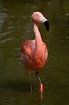 Flamingo Stock Photo