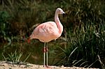 Flamingo Stock Photo