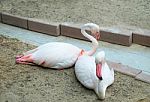 Flamingo Bird Stock Photo