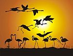 Flamingos And Sunset Stock Photo