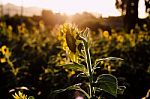 Flare To Sun Flower Stock Photo