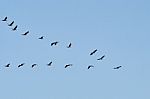 Flock Of Cormorants Stock Photo