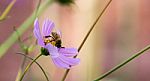 Flower Bee Stock Photo