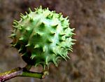 Flower Bud Stock Photo