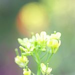 Flowering  Cabbage Stock Photo